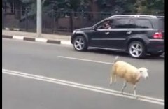Барашек, не пожелавший стать шашлыком, бегал по Харькову от повара